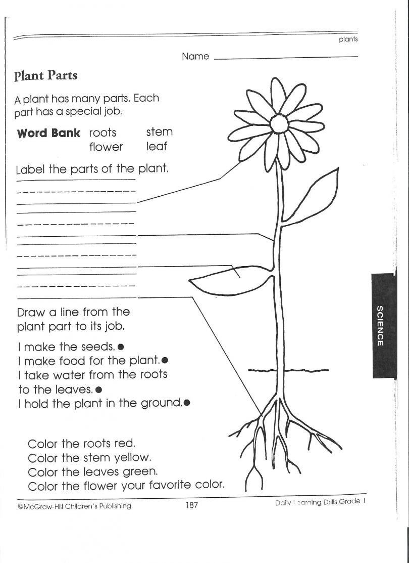 1St Grade Science Worksheets | Picking Apart Plants - People | Growing And Changing Printable Worksheets
