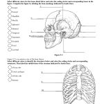 Anatomy Labeling Worksheets   Google Search | I Heart Anatomy | Anatomy And Physiology Printable Worksheets
