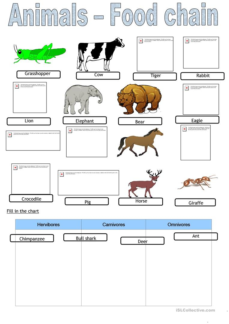 Animals - Food Chain Worksheet - Free Esl Printable Worksheets Made | Food Chain Printable Worksheets