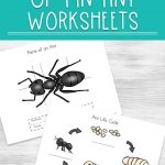Ant Life Cycle Worksheets | Ant Worksheets Printables