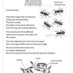 Ants Worksheet   Free Esl Printable Worksheets Madeteachers | Ant Worksheets Printables
