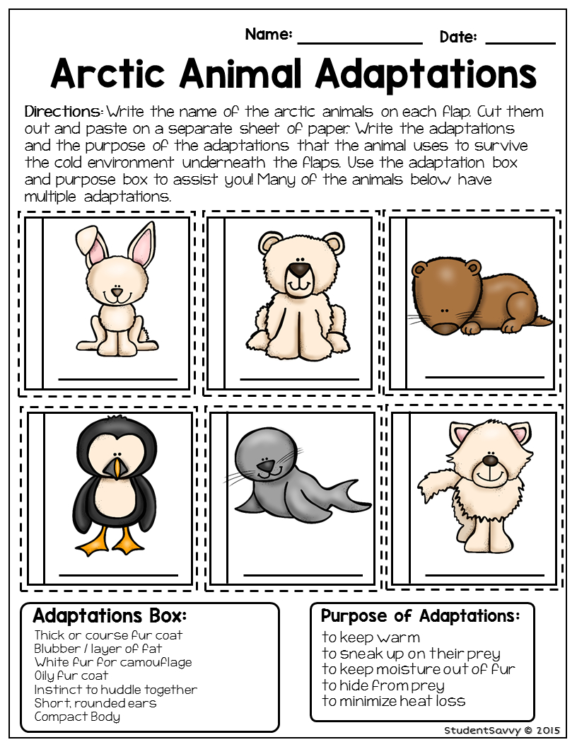 Arctic Animal - Free Resource | Teaching Freebies | Animal | Free Printable Worksheets Animal Adaptations