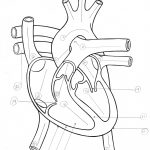 Blank Heart Diagrams To Print | Diagram Link | Heart Diagram Printable Worksheet