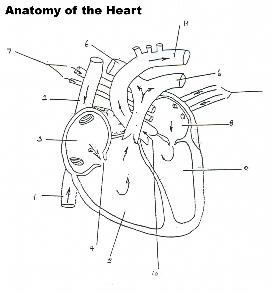 Health Archives - Tim's Printables | Heart Diagram ...