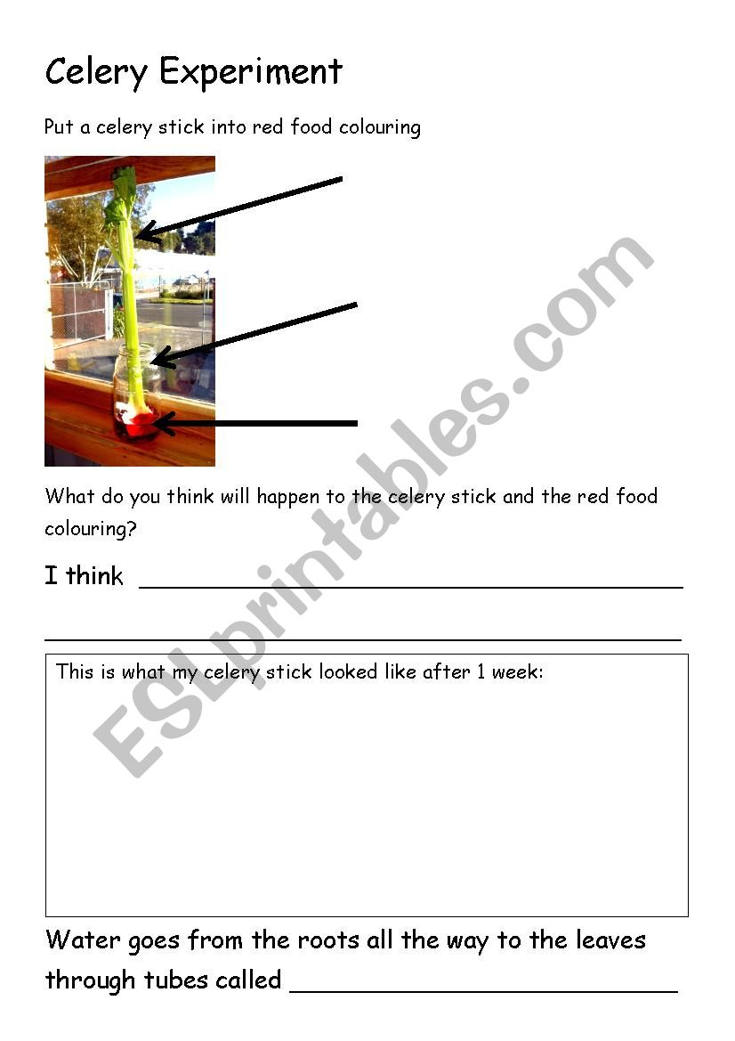 Celery Experiment Worksheet - Esl Worksheetkelleych | Celery Experiment Printable Worksheet