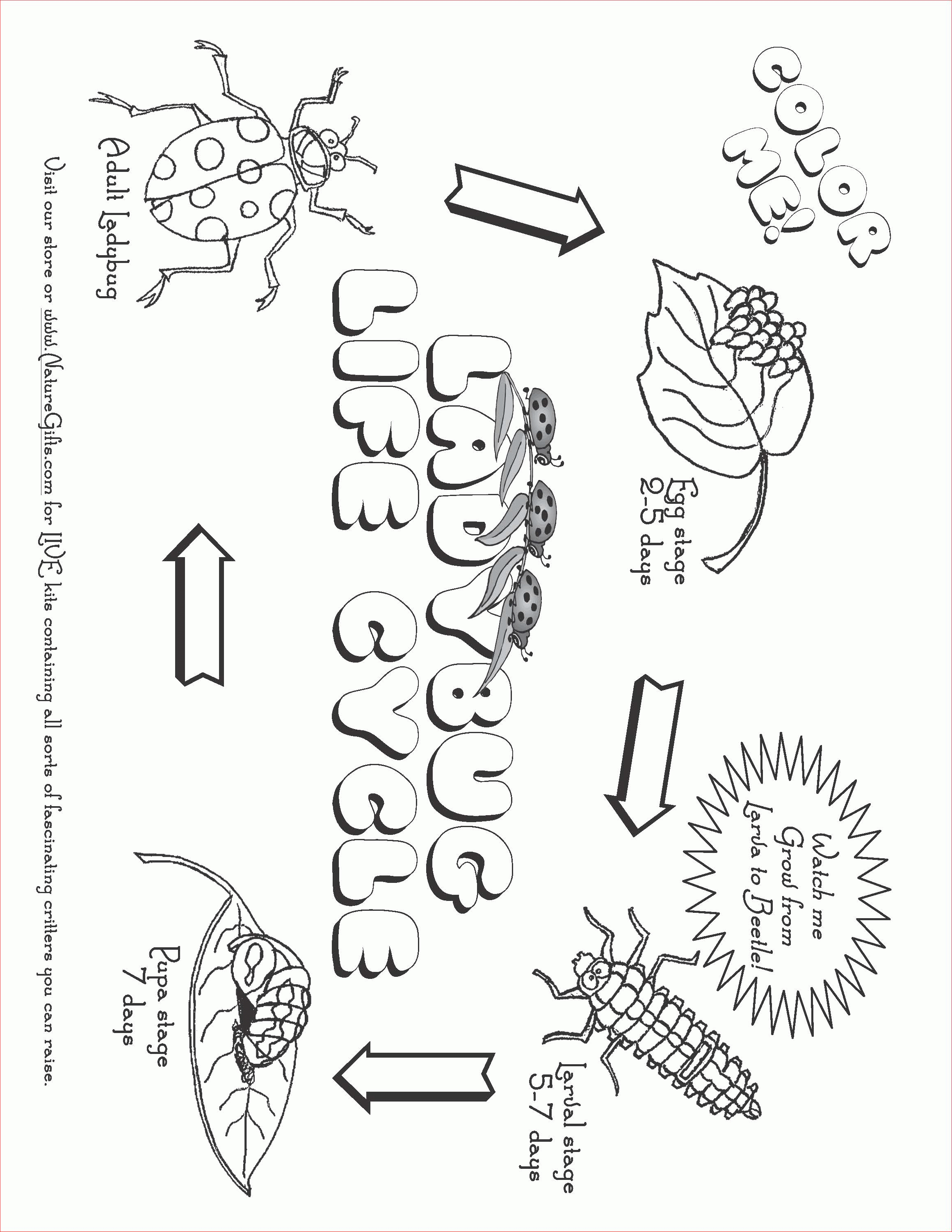 Free Ladybug Life Cycle Coloring Page | Free Printable Ladybug Life Cycle Worksheets