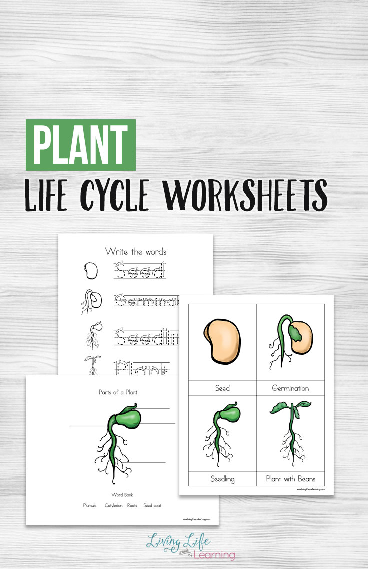Free Printable Plant Life Cycle Worksheets - Money Saving Mom | Free Plant Life Cycle Worksheet Printables