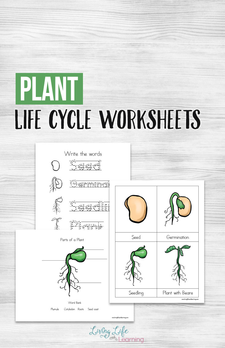 Life Cycle Of A Plant Worksheet Printable