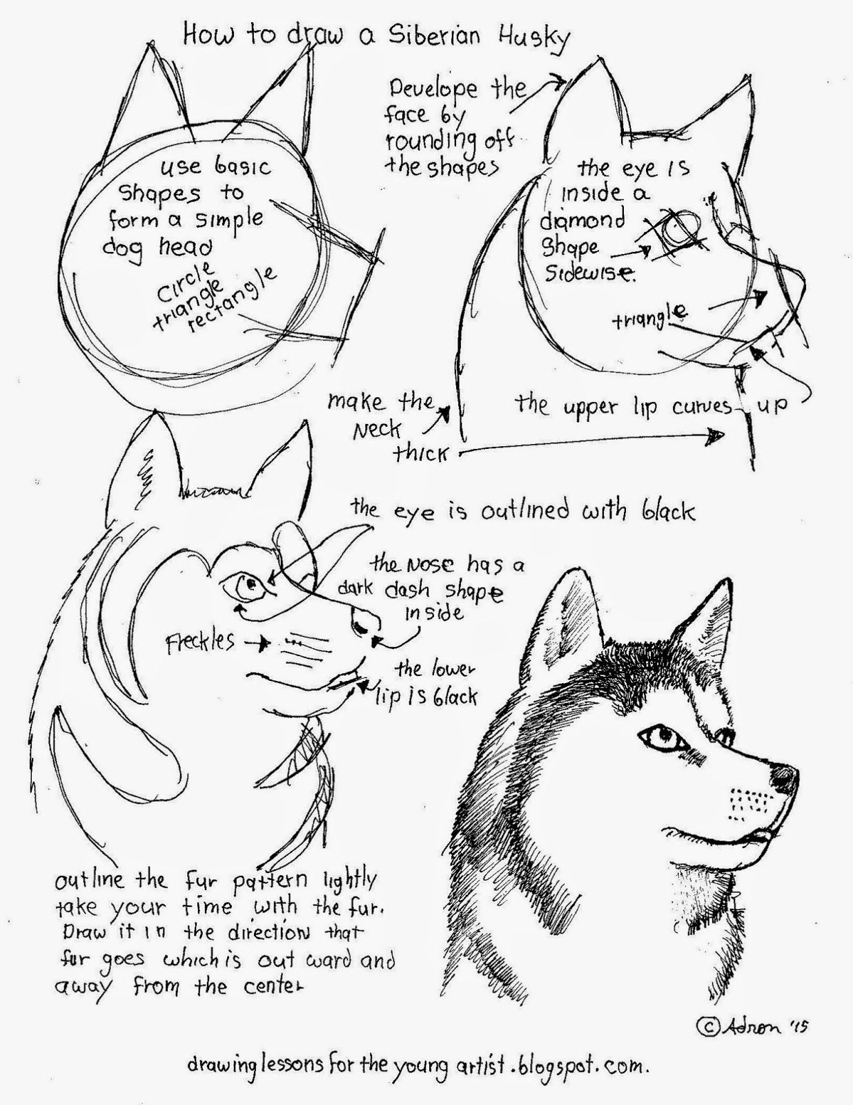 How To Draw Worksheets For The Young Artist: How To Draw A Siberian | Free Printable Drawing Worksheets