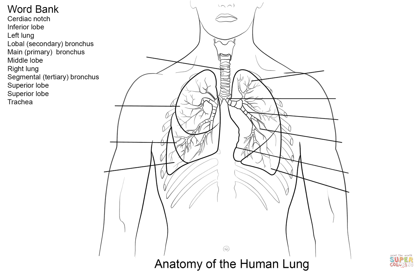 Human Lungs Worksheet Coloring Page | Free Printable Coloring Pages | Printable Worksheets On The Lungs