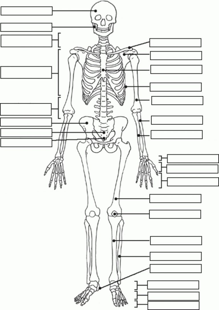 Human Skeleton Quiz Printable Tenderness co Human Skeleton