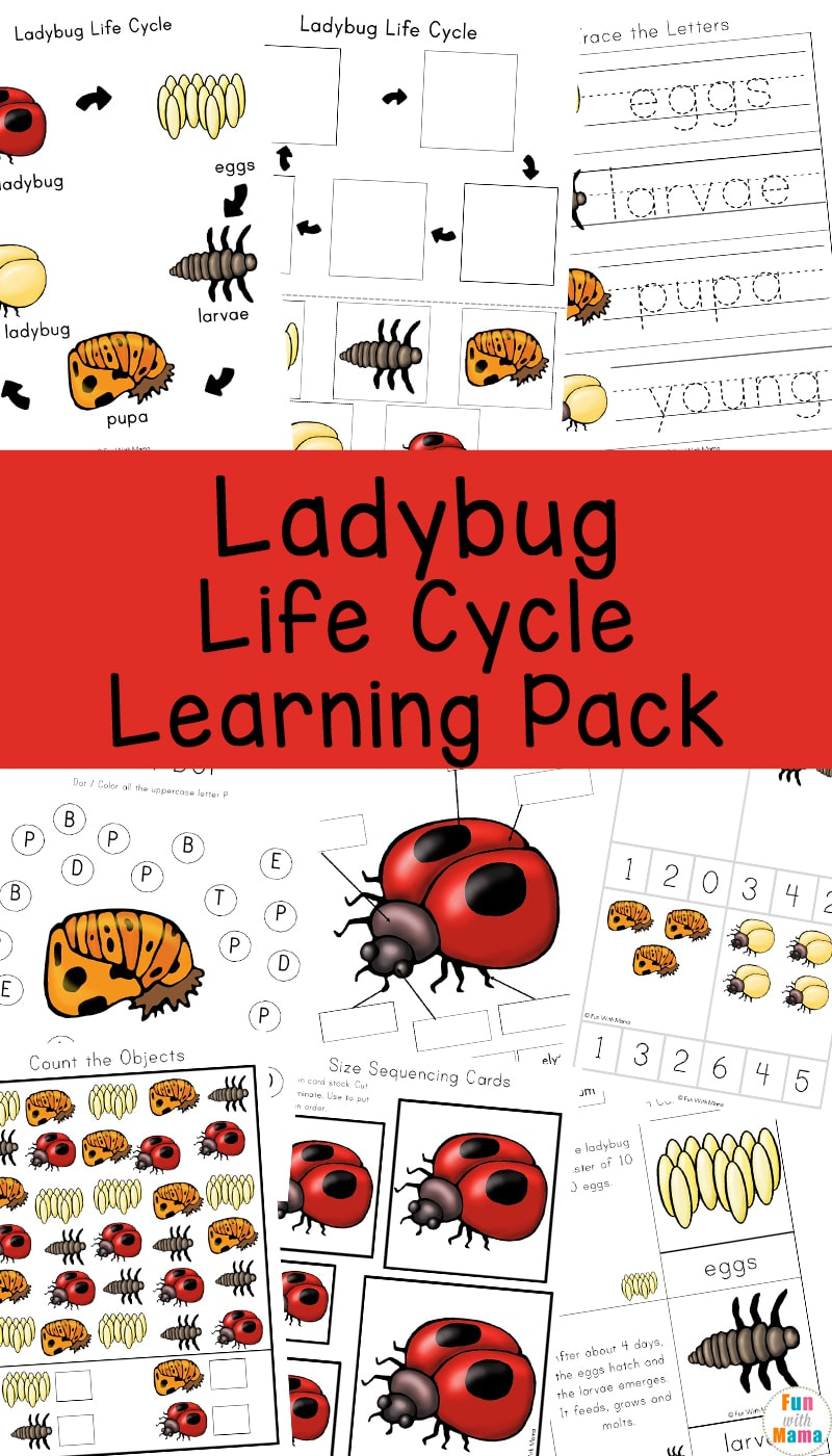 Ladybug Life Cycle - Fun With Mama | Free Printable Ladybug Life Cycle Worksheets
