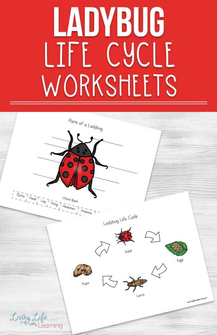 Ladybug Life Cycle Worksheets For Kids | Free Printable Ladybug Life ...