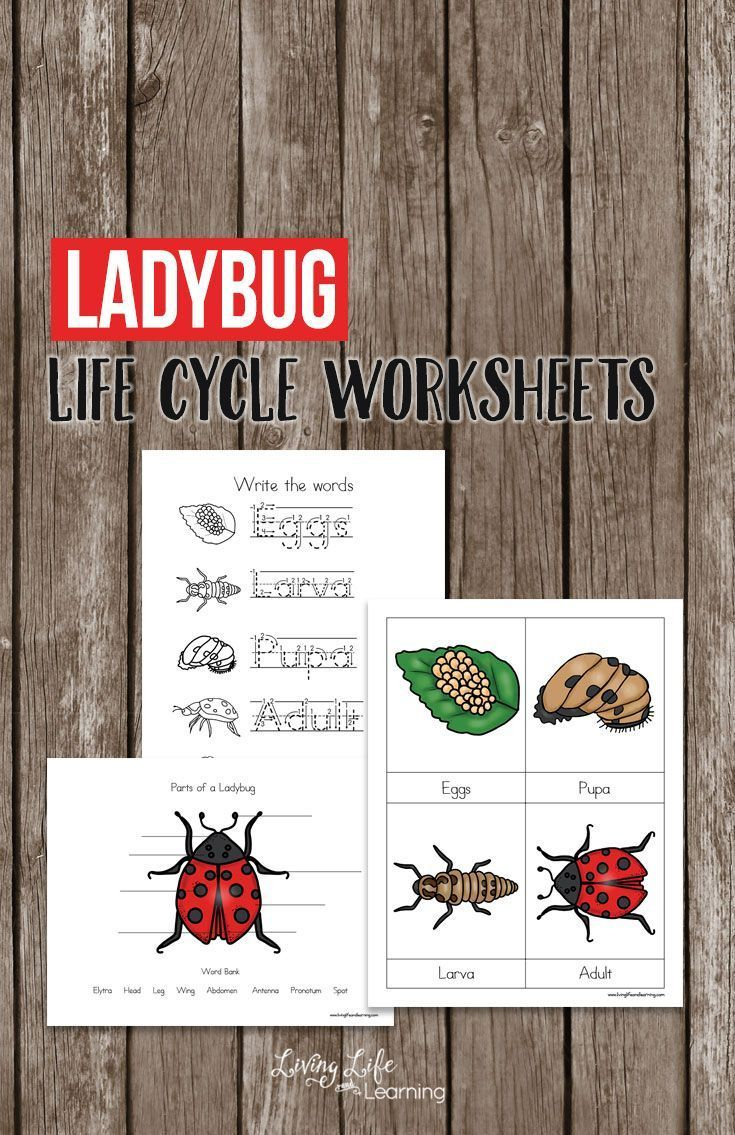 Ladybug Life Cycle Worksheets For Kids | Homeschool Printables | Free Printable Ladybug Life Cycle Worksheets