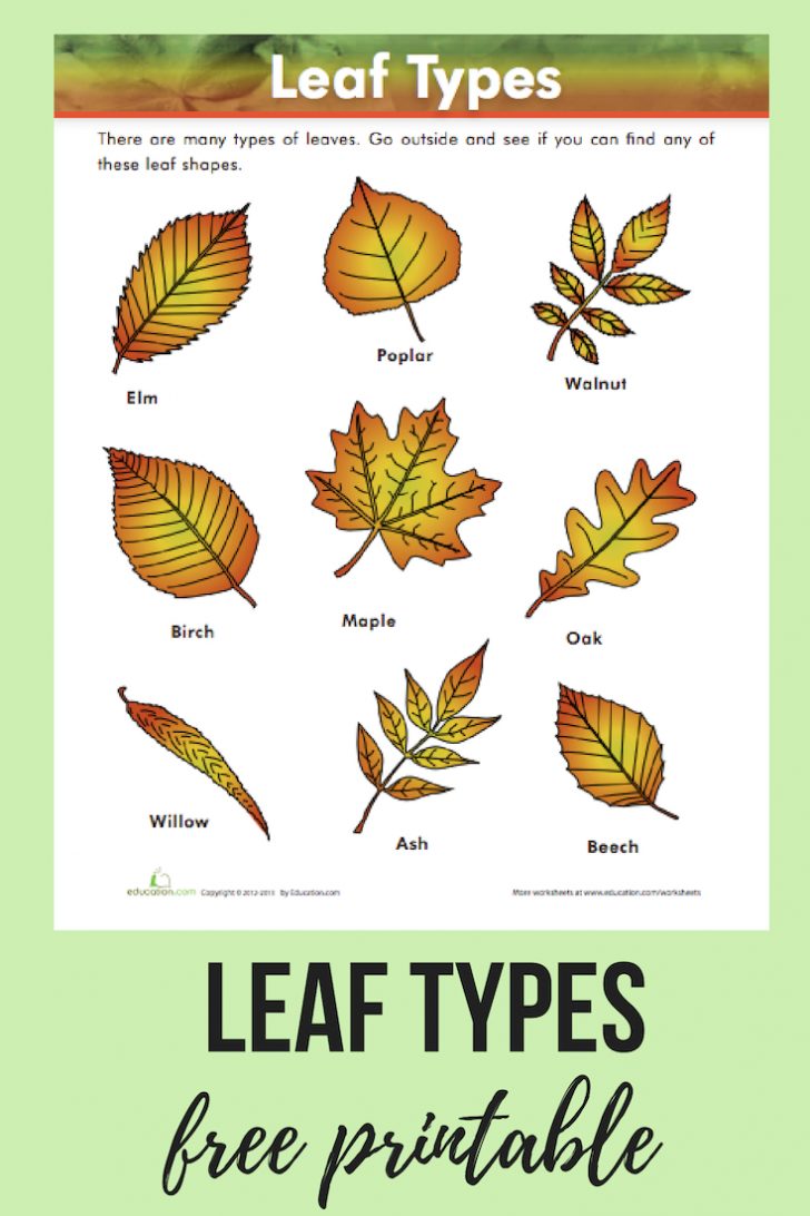 Leaf Types | Homeschool | Pinterest | Science, Education And Worksheets ...