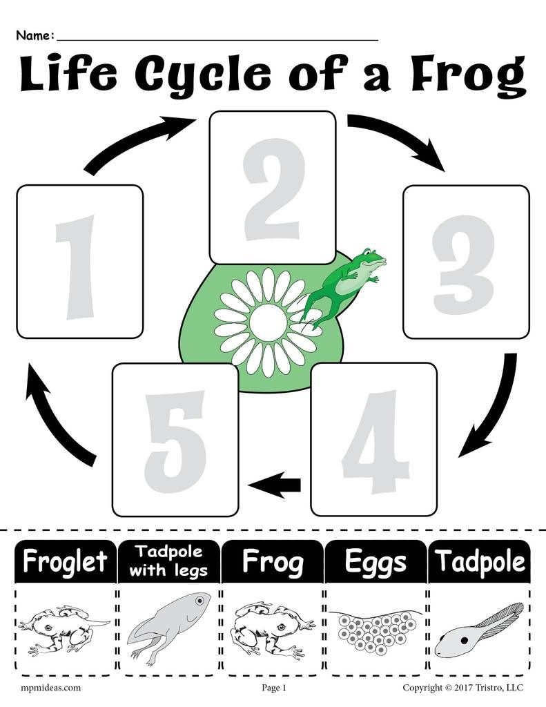 Life Cycle Of A Frog&amp;quot; Free Printable Worksheet | Amphibians | Frog | Life Cycle Of A Frog Free Printable Worksheets