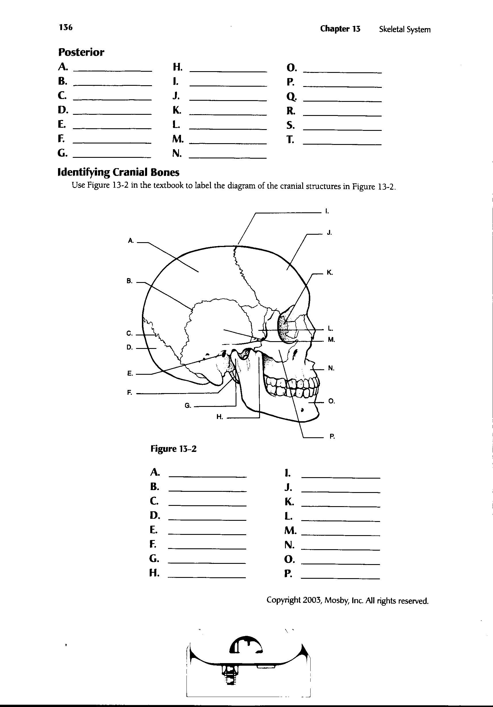 Muscular System Worksheets | Skeletal System,skeletal Muscle | Anatomy And Physiology Printable Worksheets
