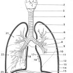 Respiratory System Coloring Page   Coloring Home | Printable Worksheets On The Lungs