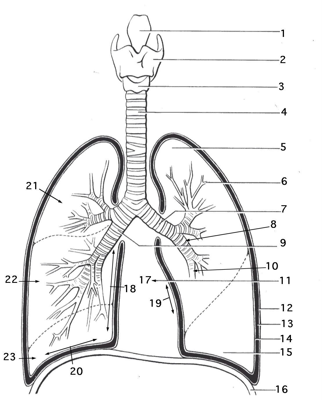 Respiratory System Coloring Page - Coloring Home | Printable Worksheets On The Lungs