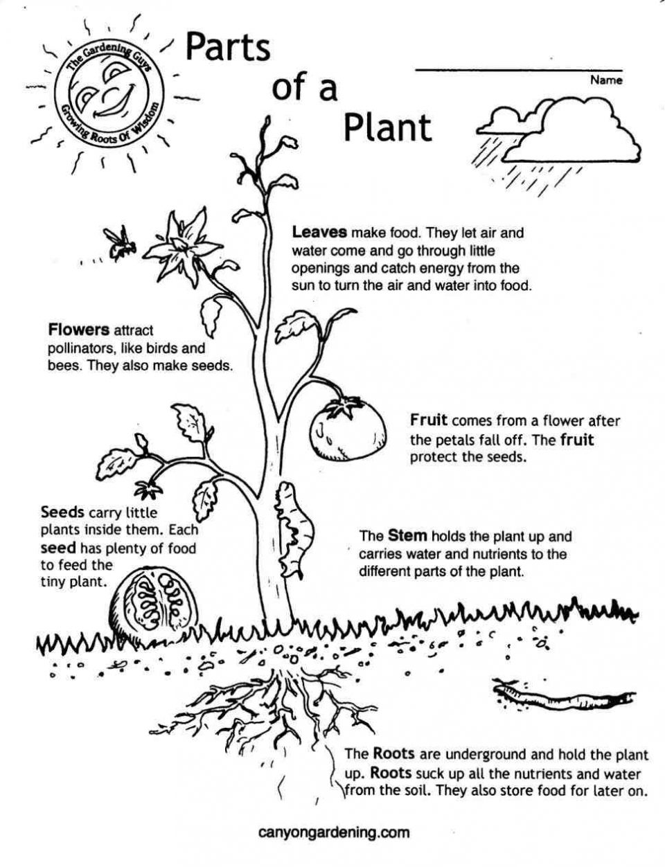 Plants Worksheets For Kindergarten